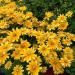 Rudbeckia Прейри Сан семян 20+
