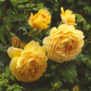 Роза английская Голден Селебрейшн
