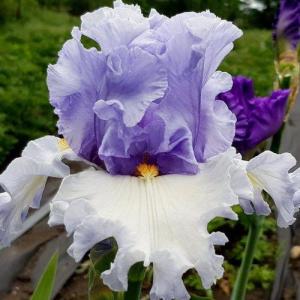 Ирис Альпенвью