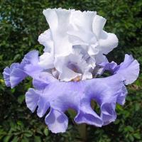 Ирис Гот Аттитюде