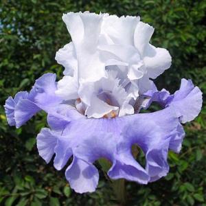 Ирис Гот Аттитюде