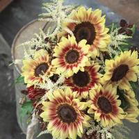 Helianthus F1 Марли ( семян 25+)