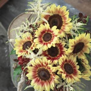 Helianthus F1 Марли ( семян 25+)