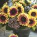 Helianthus F1 Марли ( семян 25+)