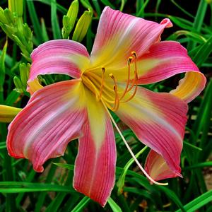 Лилейник Спайдер  Лилтинг Белле