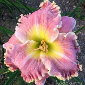 Лилейник Клоузд ин Глори