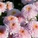 Хризантема корейская Английская розовая