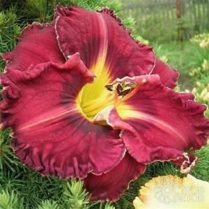 Лилейник Пурпллишиз