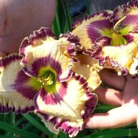 Лилейник Доу Ворнер