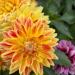 Георгина вегетативная Гипнотик Кенди  Корн