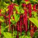  Amaranthus caudatus L. семян 200+