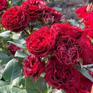 Роза миниатюрная Блек Джек