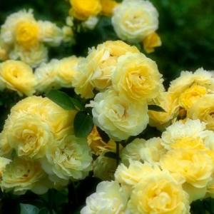 Роза Контесс Дюбарри