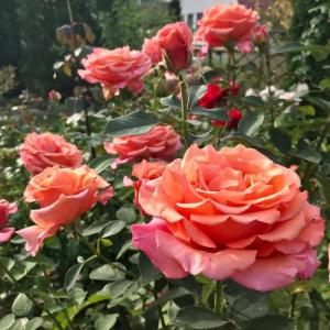 Роза Варм Вишес