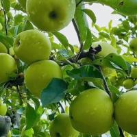 Яблоня карлик Брат Чудного