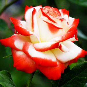 Роза Императрис Фара