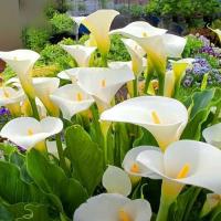 Калла Кристал Клер 2 шт