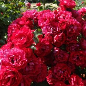 Роза Колосаль Мейдиланд