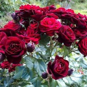 Роза Лаваглют