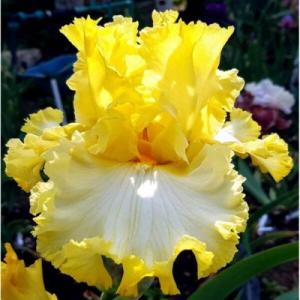 Ирис Зетс Ол Фолкс