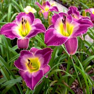 Лилейник Курт Мэджикан