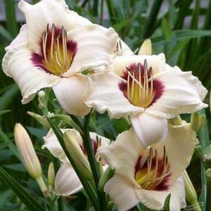 Лилейник Пандора Бокс