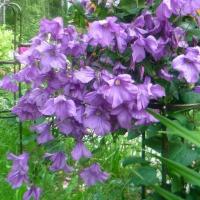 Клематис Память Сердца (3я группа)