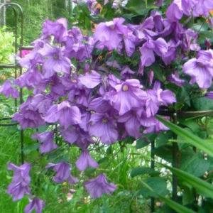 Клематис Память Сердца (3я группа)