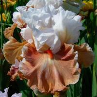 Ирис мэджик Мирер