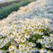 Tanacetum Вегмо Сингл семян 25+