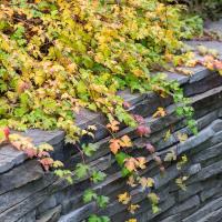 Стефандра надрезоннолистная Криспа