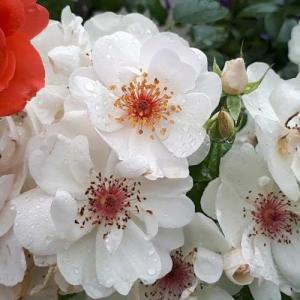 Роза Жаклин де Пре