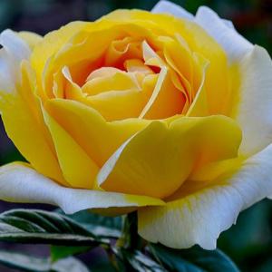 Роза Микеланджело