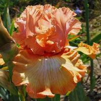 Ирис Муд Свинг