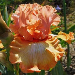 Ирис Муд Свинг