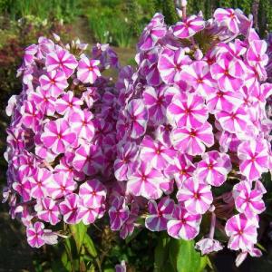 Флокс пирамидальный Наташа