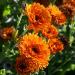 Calendula Ред Виз Блек Центр семян 50+