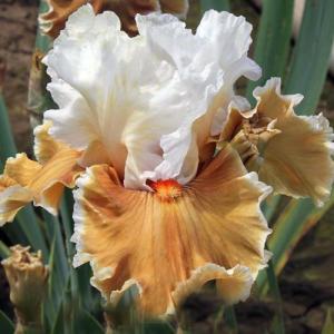 Ирис Кофи Уисперз