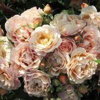 Роза плетистая Парасол