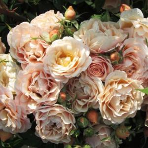 Роза плетистая Парасол