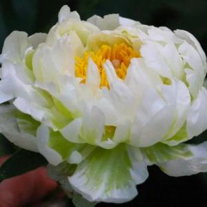 Пион Грин Хало (осень)