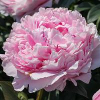 Пион Сара Бернар Юник (Селект)