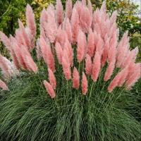 Кортадерия Росея