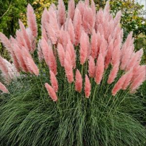 Кортадерия Росея