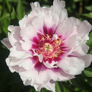 Пион  Кора Луиза ИТО (осень)