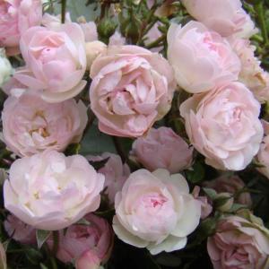 Роза мускусная Принц Чарльз де Люксембург