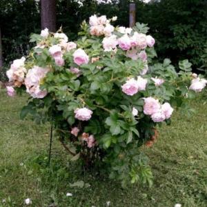 Роза канадская Ритаусма 