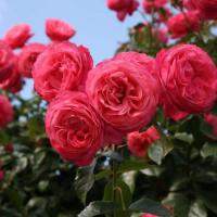 Роза плетистая Розанна