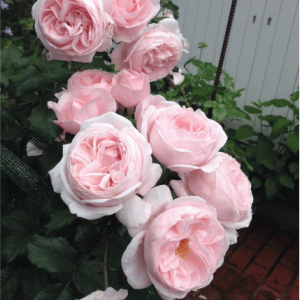 Роза плетистая Нахема