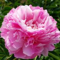 Пион Дрезден Пинк